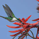 Colibri féérique