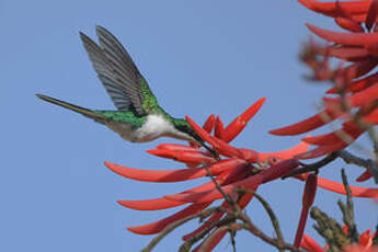 Colibri féérique