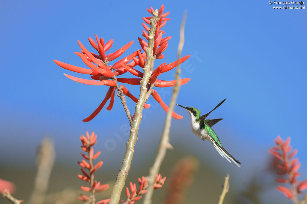 Purple-crowned Fairy