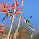 Colibri féérique
