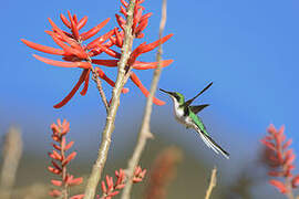 Purple-crowned Fairy