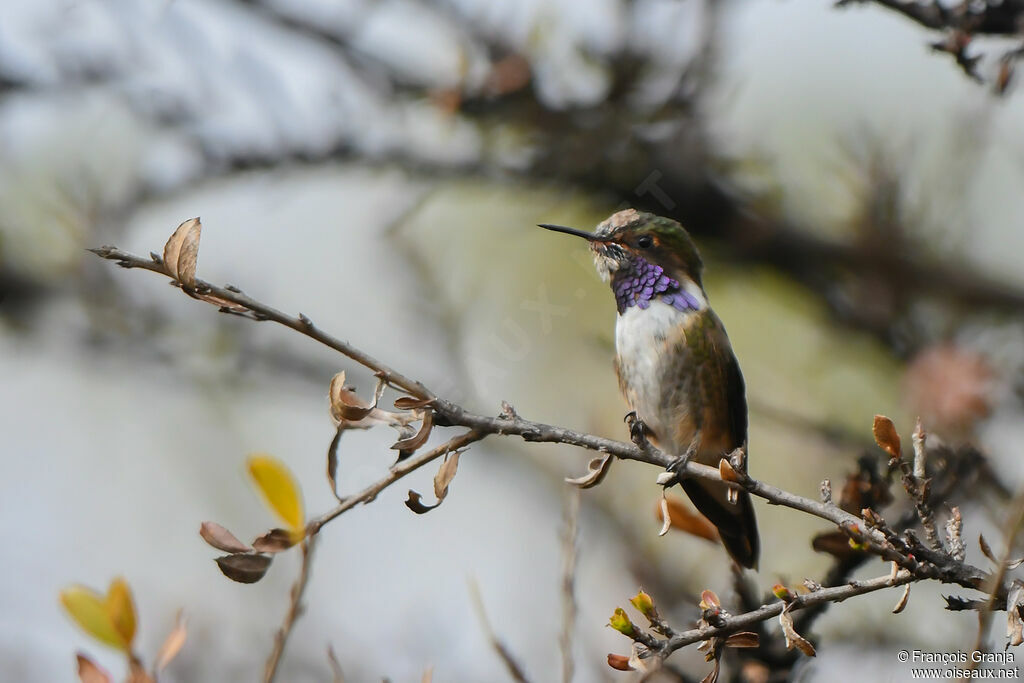 Colibri flammule mâle