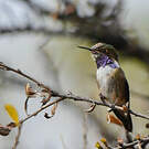 Colibri flammule