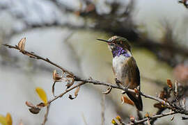 Volcano Hummingbird