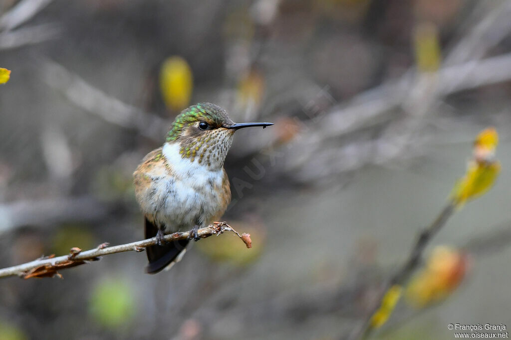 Colibri flammule