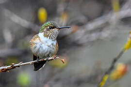 Volcano Hummingbird