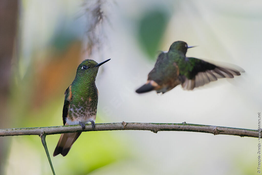 Colibri flavescent