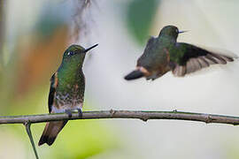 Buff-tailed Coronet