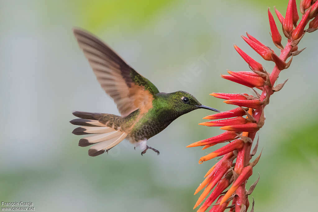 Buff-tailed Coronet, Flight, feeding habits