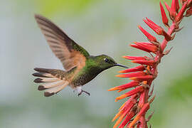 Buff-tailed Coronet