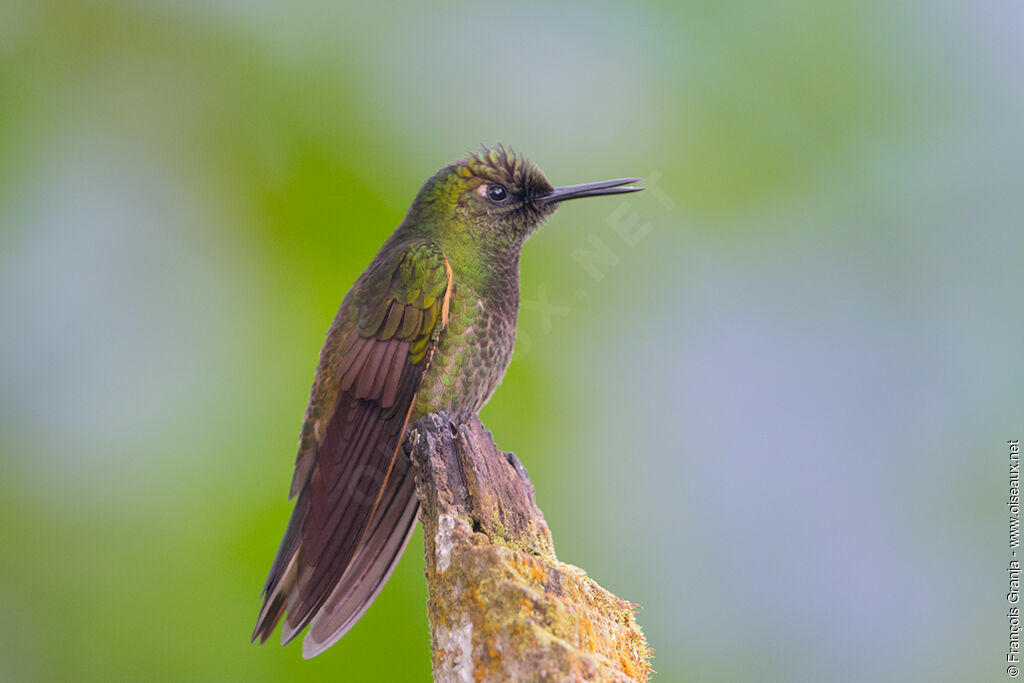 Buff-tailed Coronet