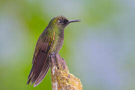 Buff-tailed Coronet