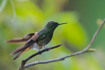 Colibri flavescent