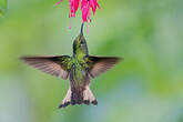 Colibri flavescent