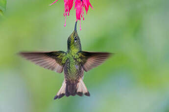 Colibri flavescent