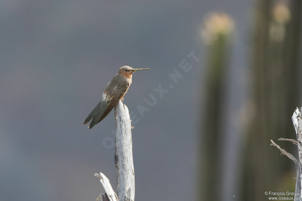 Colibri géant