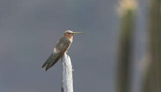 Colibri géant