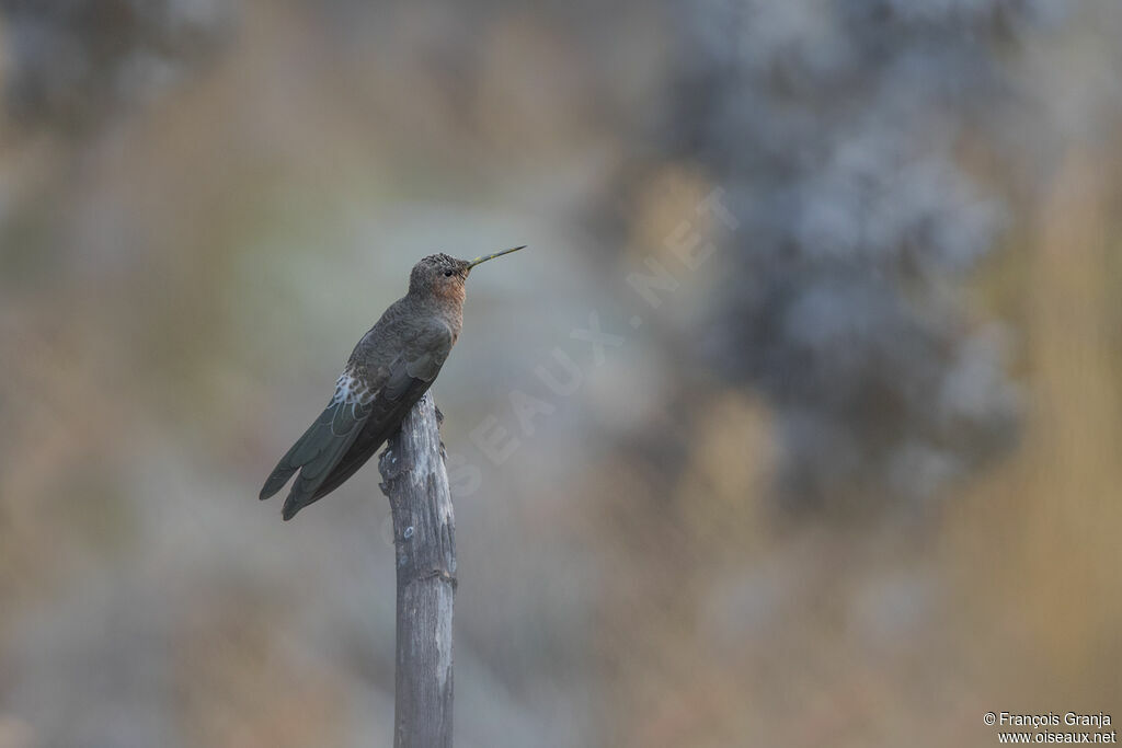 Colibri géant