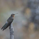 Colibri géant