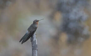 Giant Hummingbird