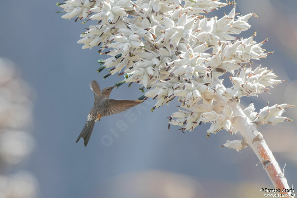 Colibri géant