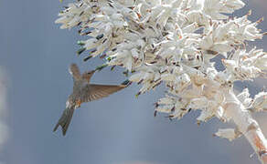 Giant Hummingbird