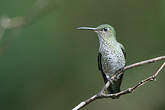 Colibri grivelé