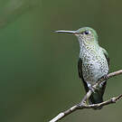 Colibri grivelé