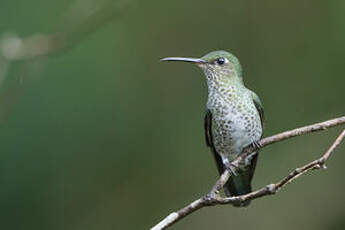 Colibri grivelé