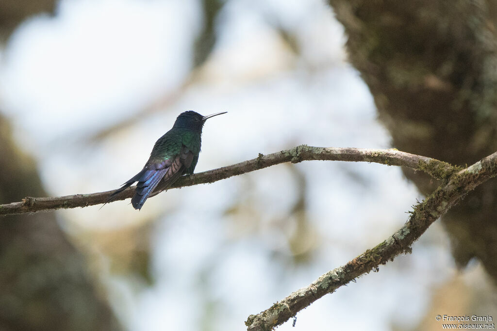 Colibri hirondelle