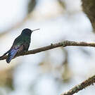 Colibri hirondelle