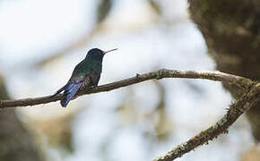 Colibri hirondelle