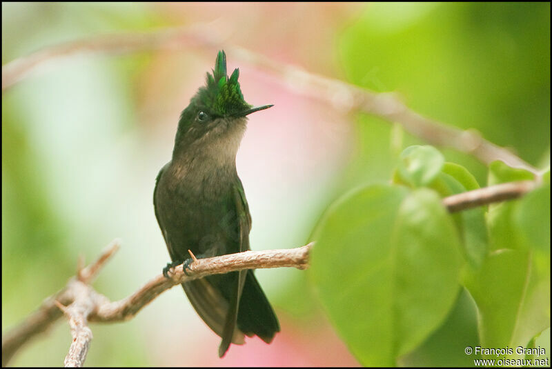 Colibri huppéadulte