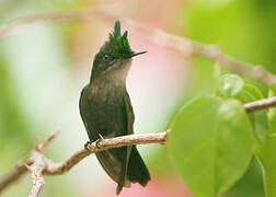 Antillean Crested Hummingbird