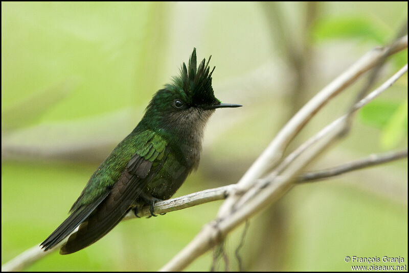 Antillean Crested Hummingbirdadult