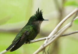 Antillean Crested Hummingbird