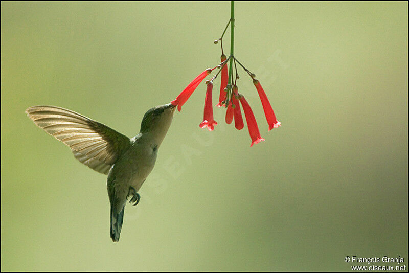 Antillean Crested Hummingbirdadult