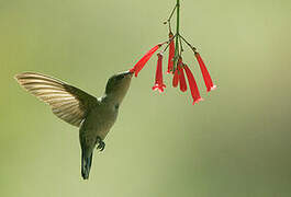 Antillean Crested Hummingbird