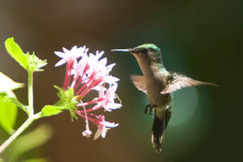 Colibri huppé