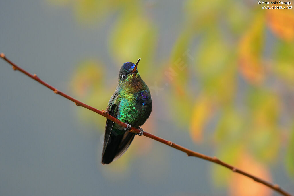 Fiery-throated Hummingbird