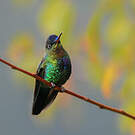 Colibri insigne