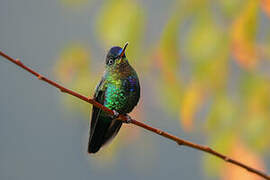 Fiery-throated Hummingbird