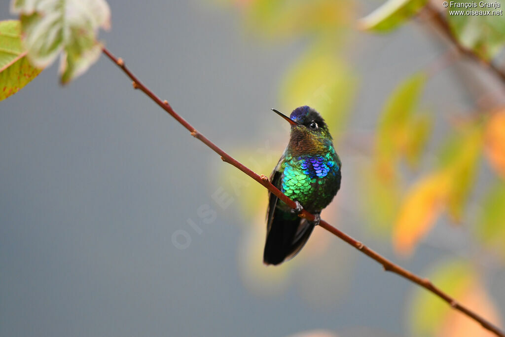 Fiery-throated Hummingbird