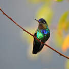 Colibri insigne