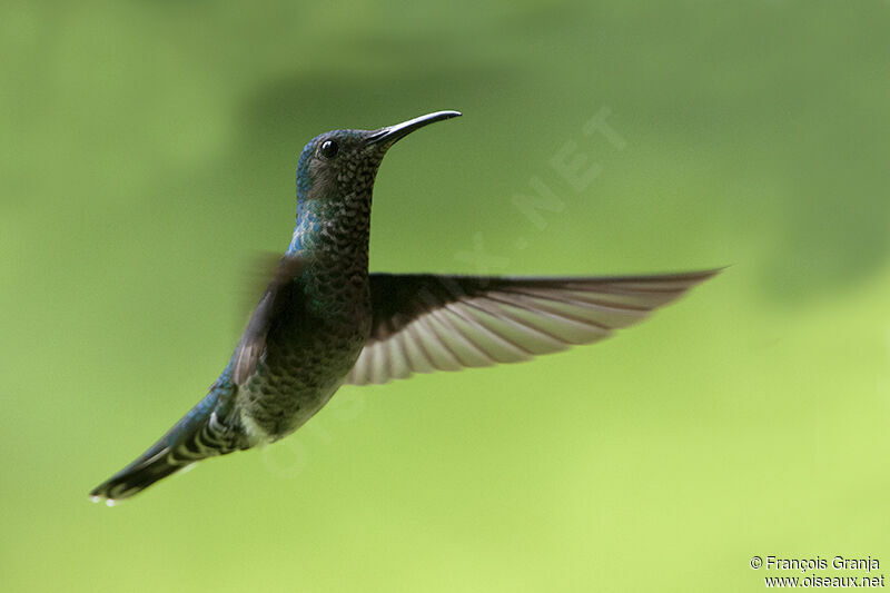 Colibri jacobin femelle adulte