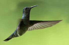 White-necked Jacobin