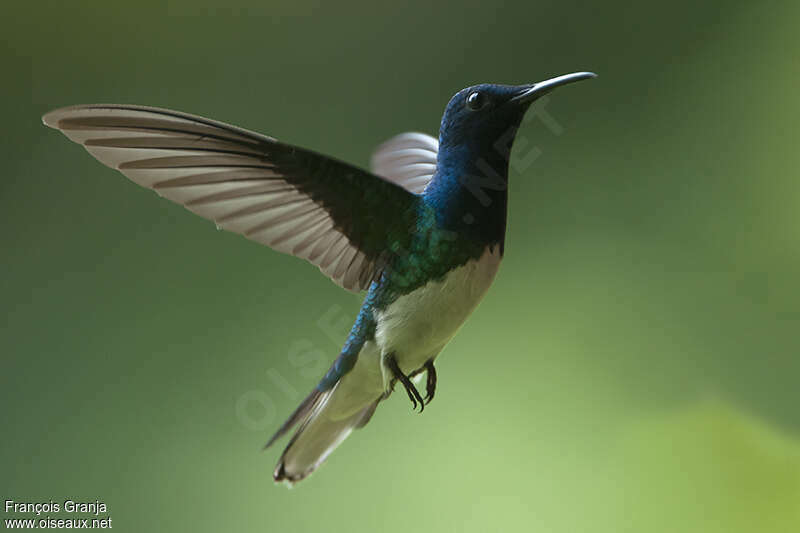 White-necked Jacobin male adult, Flight