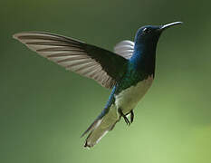 White-necked Jacobin