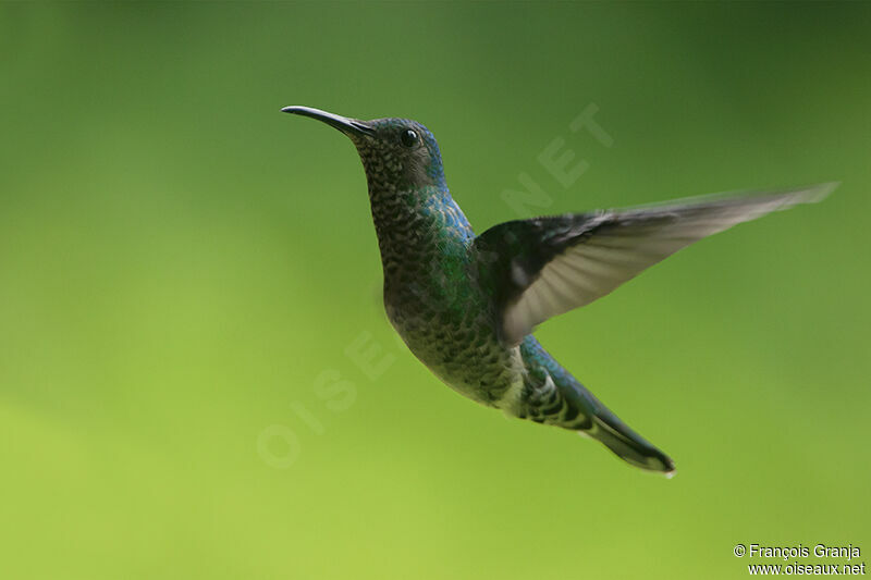 White-necked Jacobin female adult