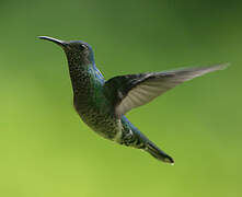 White-necked Jacobin